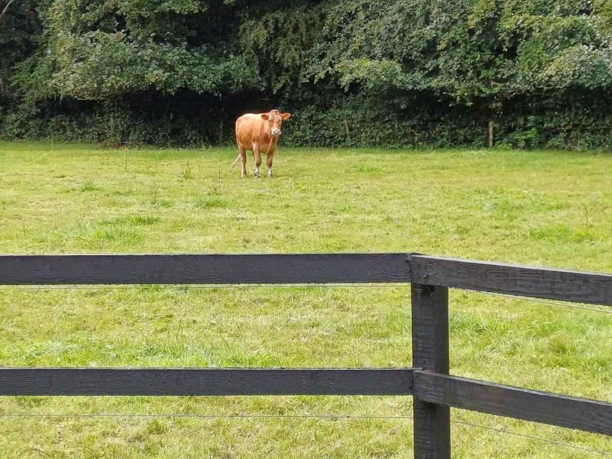 Lara, Maynooth W23P9H6 外观 照片
